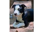 Adopt Duke a Border Collie, Mixed Breed