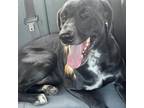 Adopt Indigo a Black Labrador Retriever