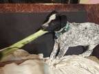 Adopt Carter a Pointer, Mixed Breed