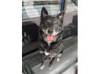 Adopt Hector a Cattle Dog, Australian Cattle Dog / Blue Heeler