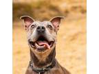 Adopt Scoop a American Staffordshire Terrier