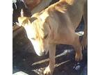 Adopt Boston a Pit Bull Terrier, Australian Cattle Dog / Blue Heeler