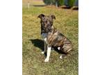 Adopt Franklin a Tennessee Treeing Brindle