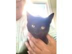 Adopt Miles a Bombay, Domestic Short Hair