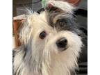 Adopt Biscotti a Yorkshire Terrier