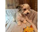 Havanese Puppy for sale in Moore, OK, USA