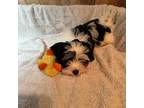 Havanese Puppy for sale in Moore, OK, USA