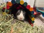 Adopt Stewart a Guinea Pig