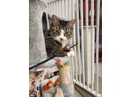 Adopt Tornado a Domestic Short Hair