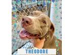 Adopt Theodore $50 Adoption Fee! a Pit Bull Terrier, Mixed Breed