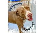 Adopt Benjamin-Adoption Fee Grant Eligible! a Pit Bull Terrier, Mixed Breed