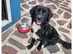 Adopt Puccini CP a Border Collie, Mixed Breed