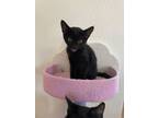 Adopt Heizou a Domestic Short Hair