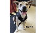 Adopt Kurt a American Bully, Hound