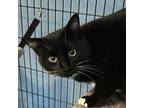 Adopt Spicy Sam a Domestic Short Hair