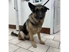 Adopt Rambo a German Shepherd Dog