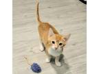 Adopt Forrest a Domestic Short Hair