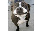 Adopt Papi a Staffordshire Bull Terrier