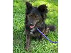 Adopt Roper a Australian Shepherd