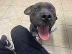 Adopt SCOOBY a Pit Bull Terrier