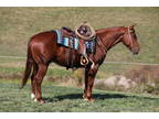 Here is a quarter horse that does it all.