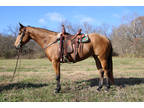 Super Nice Aqha Buckskin Mare, Trail Ridden, Checks Cattle, Gentle