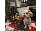 Havanese Puppy for sale in San Diego, CA, USA
