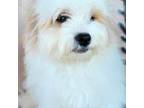 Zuchon Puppy for sale in Limestone, TN, USA