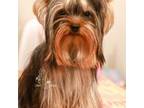Yorkshire Terrier Puppy for sale in Stanton, CA, USA