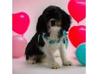 Cavalier King Charles Spaniel Puppy for sale in Waterville, MN, USA