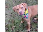 Adopt Goldie a Pit Bull Terrier, Mixed Breed