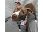 Adopt Magdalena a Pit Bull Terrier
