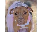 Adopt Opal a Pit Bull Terrier, Mixed Breed