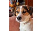Adopt Heather a Hound, Jack Russell Terrier