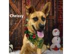 Adopt Chrissy a Carolina Dog, Black Mouth Cur