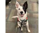 Adopt Ahi a Border Collie, Australian Kelpie