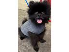 Adopt SUGA a Pomeranian