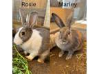 Adopt ROXIE a Bunny Rabbit