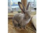 Adopt SMOKEY a Bunny Rabbit