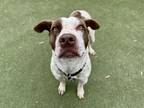 Adopt OLIVE OIL a Pit Bull Terrier, Mixed Breed
