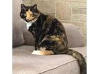 Adopt Queen B a Domestic Short Hair