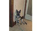 Adopt Myah a German Shepherd Dog