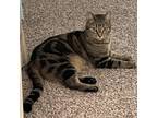 Adopt Sara a Bengal, Domestic Short Hair