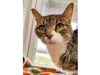 Adopt Georgie a Domestic Short Hair