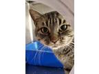 Adopt Selene a Tabby