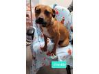 Adopt Crackle a Boxer, Pit Bull Terrier