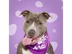 Adopt Chanel a Pit Bull Terrier