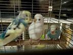 Adopt DeLorean / McFly / Doc a Budgie / Budgerigar