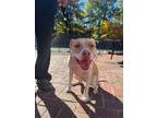 Adopt Misty a Pit Bull Terrier, American Staffordshire Terrier