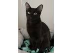 Adopt Gloria a Domestic Short Hair